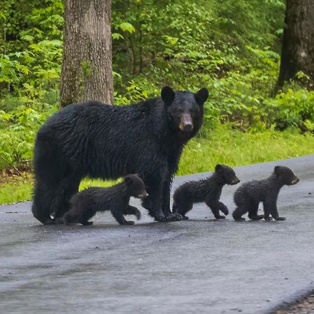 Four Bears Den, Hot Tub, 1089 Of Free Attraction Tickets For Each Paid Day, Dollywood And More 蓋特林堡 外观 照片