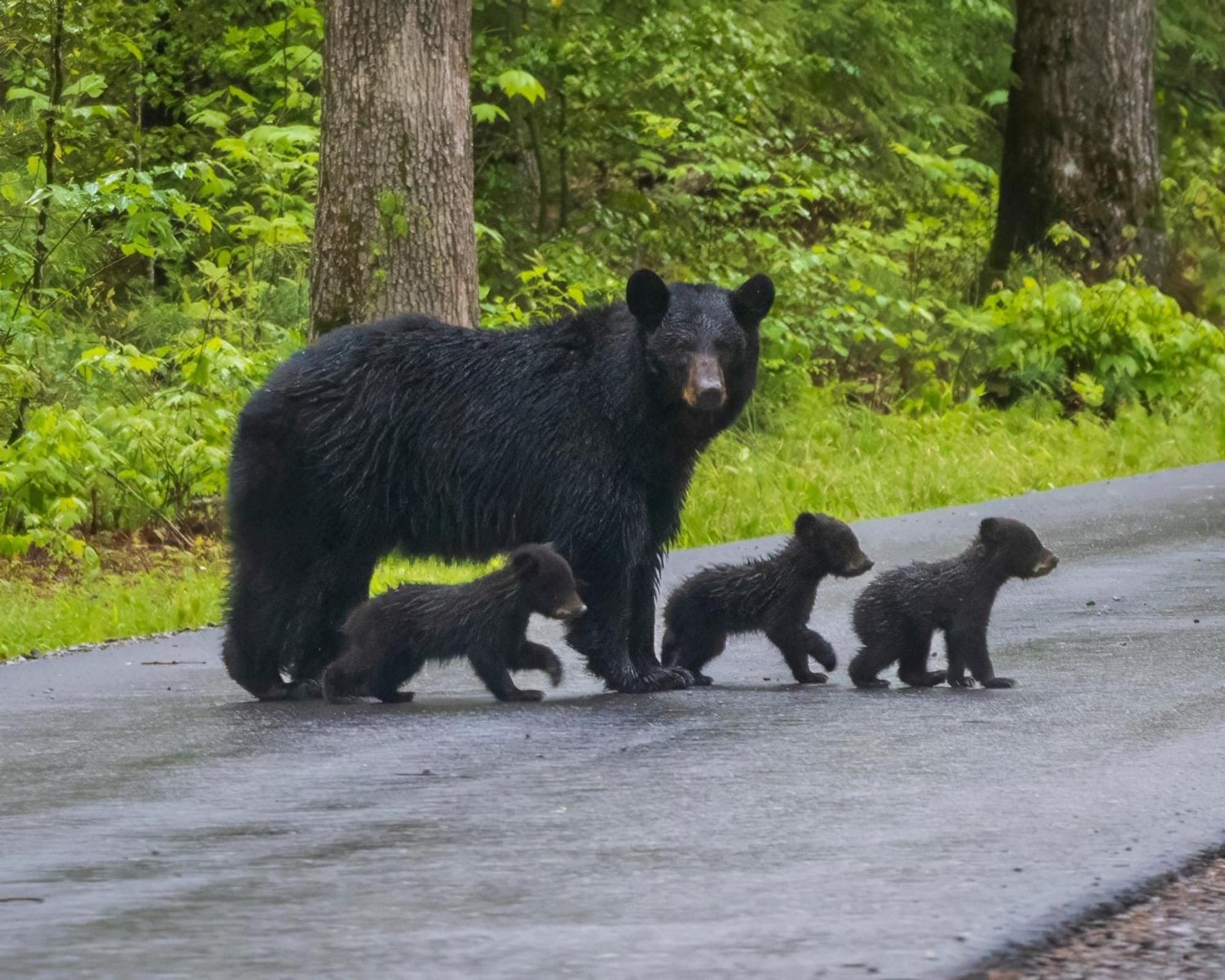 Four Bears Den, Hot Tub, 1089 Of Free Attraction Tickets For Each Paid Day, Dollywood And More 蓋特林堡 外观 照片
